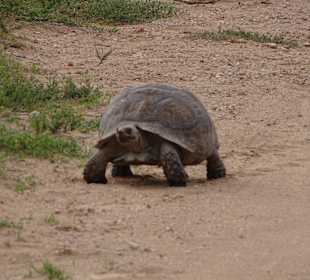 Leopardschildkröte on Tour