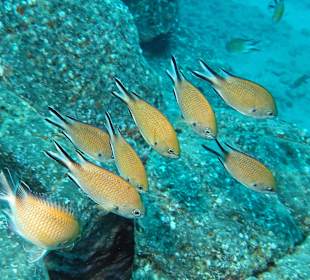 Weiß jemand, wie diese Fische heißen?