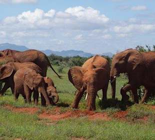Słonie podczas safari