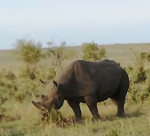 Das Nashorn ist wichtig für die Big Five