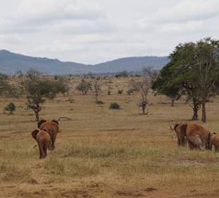 Tsavo-Nationalpark