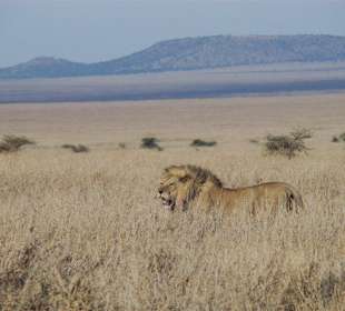 W poszukiwaniu czegoś do jedzenia