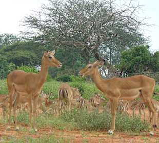 Impalas im grünen Tsavo Ost