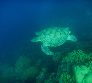 Schildkröte am Außenriff