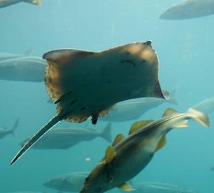 Atlanterhavsparken Aquarium