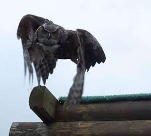 Burren Birds of Prey Center