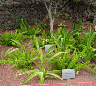 Die Pyramiden von Güimar