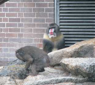 Mandrills