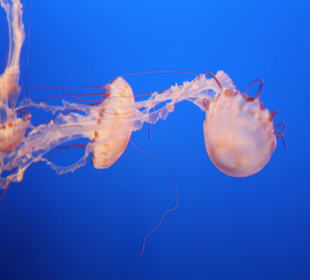 Monterey Bay Aquarium 