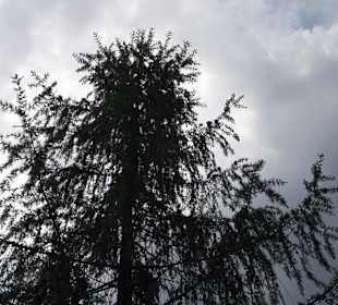 Waldlehrpfad in Tieringen