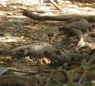 Le iguane