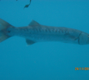 Barracuda