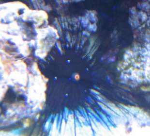 Unterwasseraquarium Insel Fehmarn