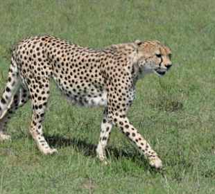 Gepard