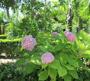 Gartenanlage Trsteno