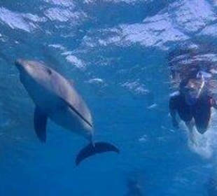 Seite an Seite mit dem Delfin