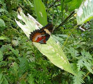 Poring Hot Springs - Schmetterlingsgarten