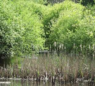 Eindrücke aus dem Stadtwald Oldenburg