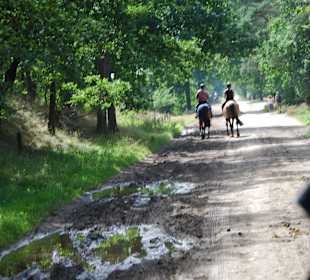 Der Weg durch die Heide