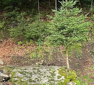 Wandern Spindlermühle