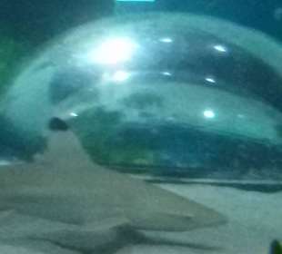 Ein Spaß für die Kinder - U-Bootblick