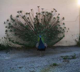 Restaurante Rancho La Romana Paguera