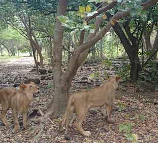 Walking with Lions