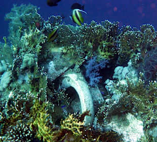 Überreste der Fracht des Wracks "Jolanda"