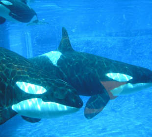 Orcas