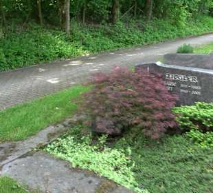 Neuer Friedhof