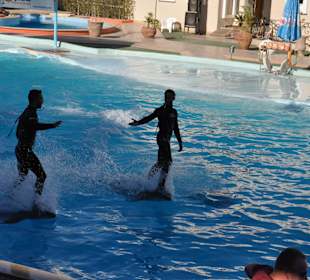 Dolphin Sharm elshiek show