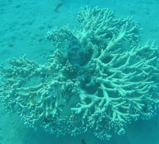 Eine große Koralle