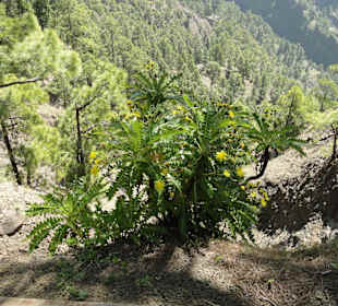 Caldera de Taburiente