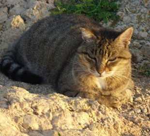 Getigerter Kater will seine Ruhe haben