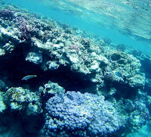 Schnorcheln Marsa Alam