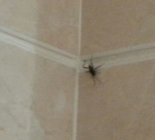 Insekten in Badezimmer 