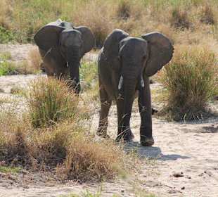 Krüger Nationalpark