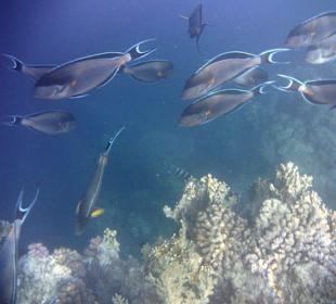 Doktorfische Hotel Tulip Resort