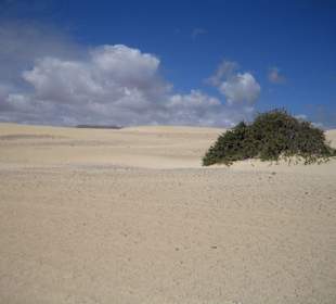 Sanddünen Corralejo