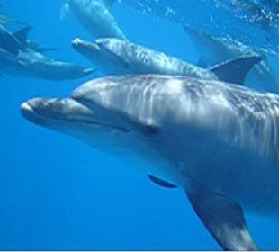 Delfine von der Delfin-Schnorchel-Tour