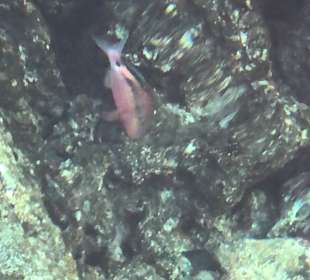 Schnorcheln Nabq Bay