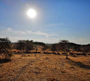 Geführte Touren Paradies Safari