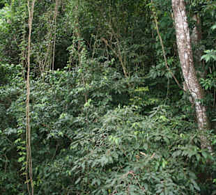 Otoczenie Palenque