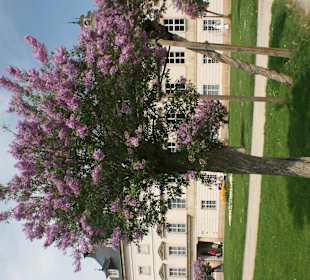 Schöne Fliederbäume