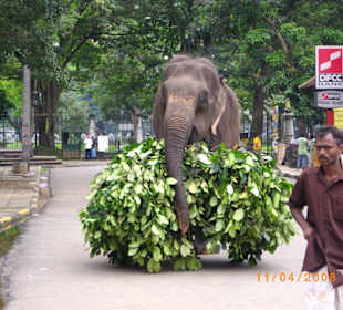 Auch Tempelelefanten müssen arbeiten