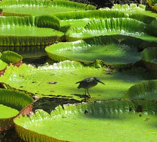 Sir Seewoosagur Ramgoolam Botanical Garden / Pamplemousses B