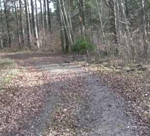 Rundwanderung durch den Rauhen Rammert Hemmendorf