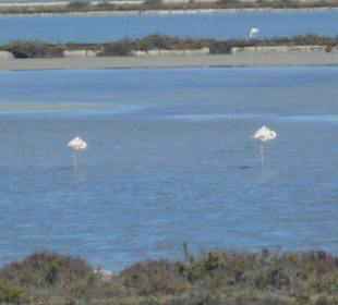 Parco Naturale Molentargius Saline