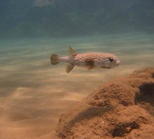 Tauchbase Merlin Sosua Taucherlebnisse