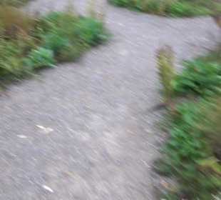 Garten Großbritanien